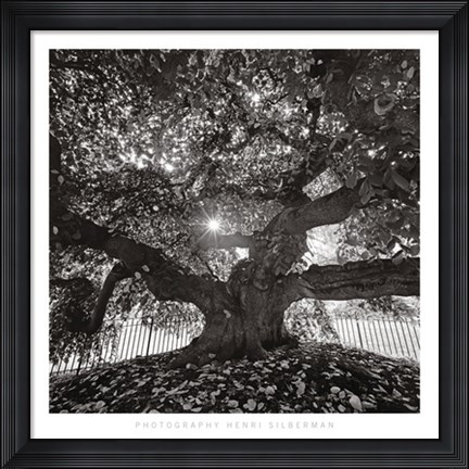Framed Under Camperdown Elm, Prospect Park Print