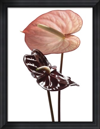 Framed Anthurium Print