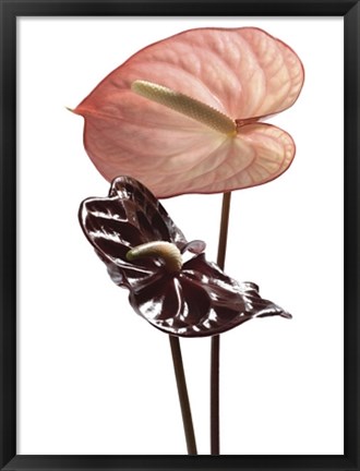 Framed Anthurium Print