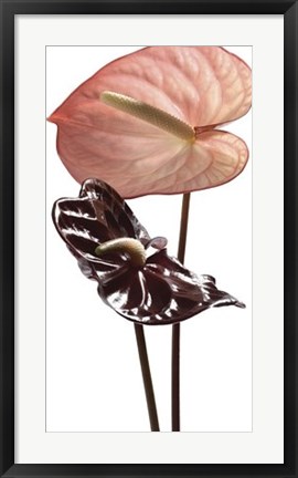 Framed Anthurium Print