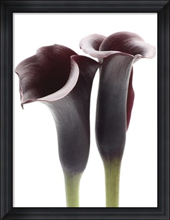 Framed Zantedeschia Print