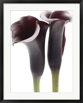 Framed Zantedeschia Print