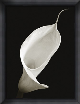 Framed Calla I Print