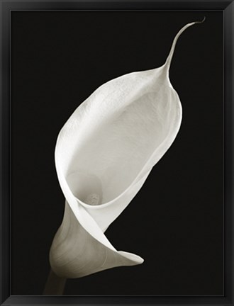 Framed Calla I Print