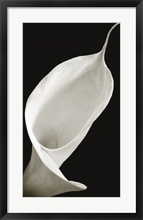 Framed Calla I Print