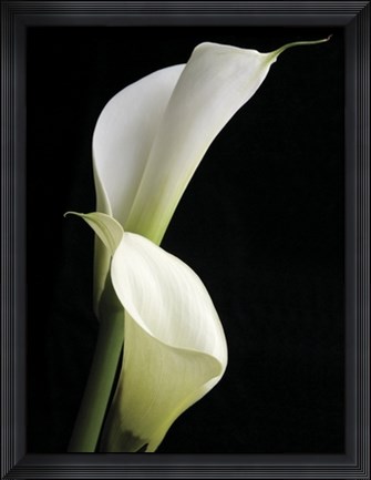 Framed Calla II Print