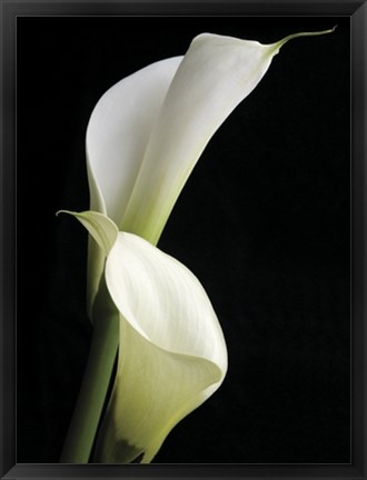 Framed Calla II Print