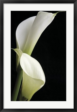 Framed Calla II Print