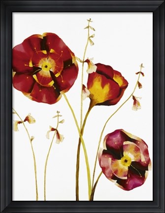 Framed Poppies Print