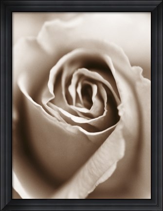 Framed Heart of the Rose Print