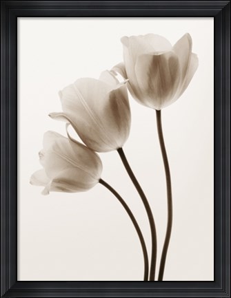 Framed Composition with Three Tulips Print