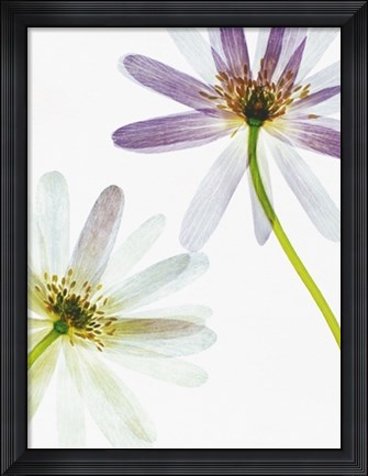 Framed Translucence Print