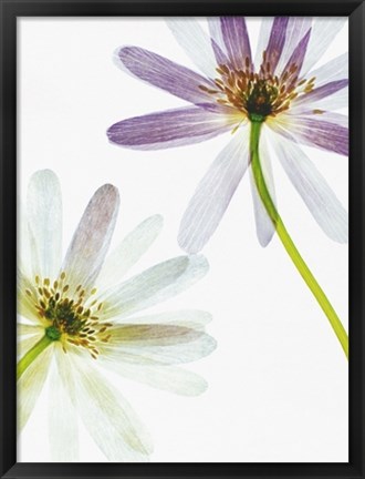 Framed Translucence Print