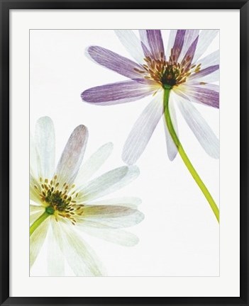 Framed Translucence Print