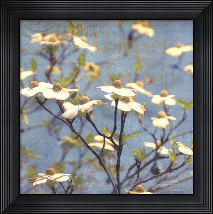 Framed Dogwood I Print