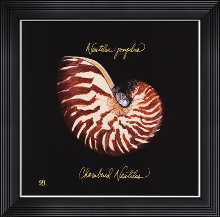 Framed Striking Shells II Print