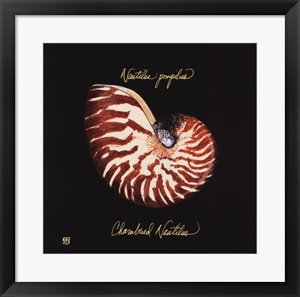 Framed Striking Shells II Print