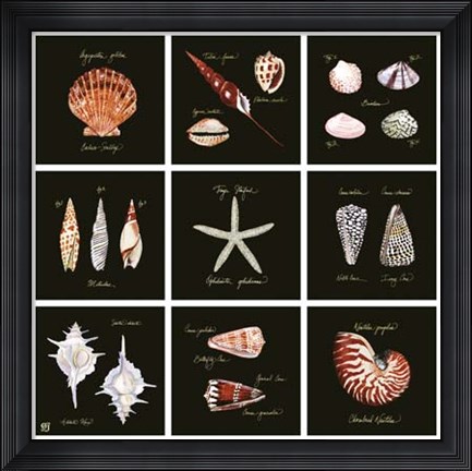 Framed Striking Shells 9-patch Print