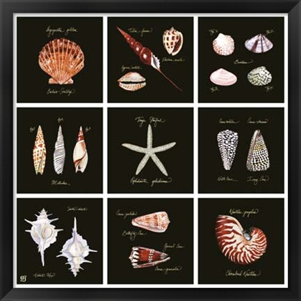 Framed Striking Shells 9-patch Print