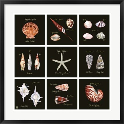 Framed Striking Shells 9-patch Print