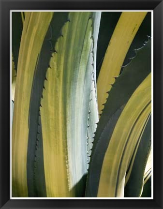 Framed Variegated Agave I Print