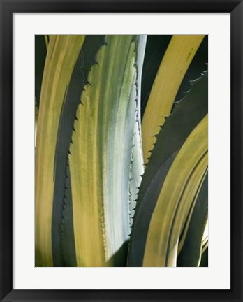 Framed Variegated Agave I Print