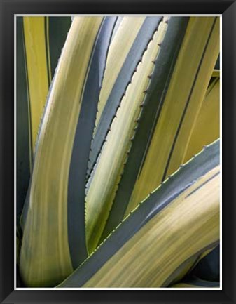 Framed Variegated Agave II Print