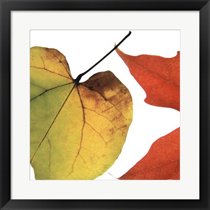 Framed Inflorescent Leaves I Print