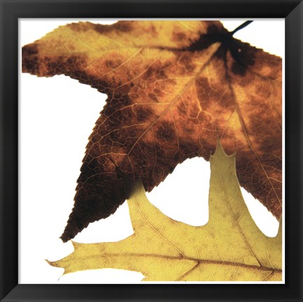 Framed Inflorescent Leaves II Print