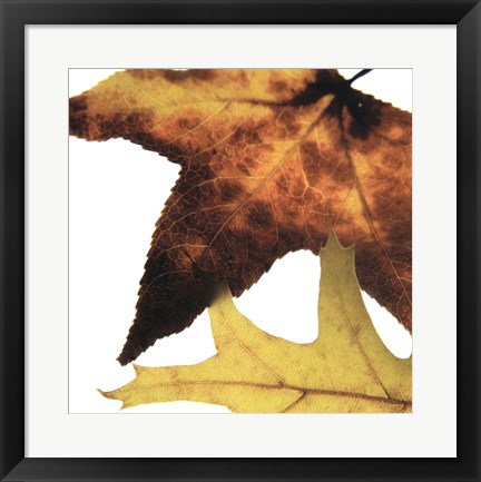 Framed Inflorescent Leaves II Print