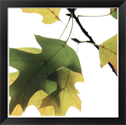 Framed Inflorescent Leaves III Print