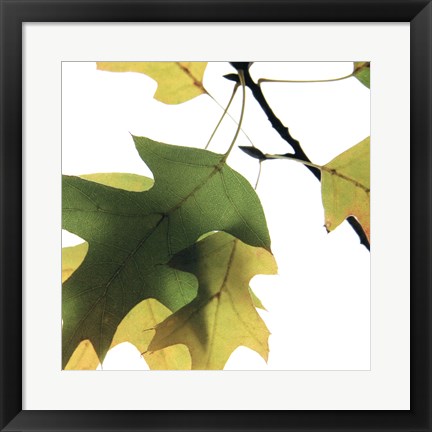 Framed Inflorescent Leaves III Print