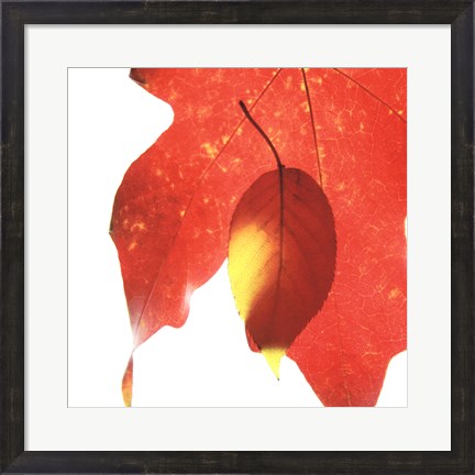 Framed Inflorescent Leaves IV Print