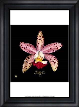 Framed Vivid Orchid III Print