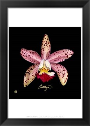 Framed Vivid Orchid III Print