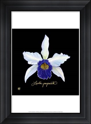 Framed Vivid Orchid IV Print