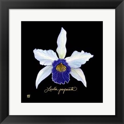 Framed Vivid Orchid IV Print