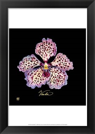 Framed Vivid Orchid V Print