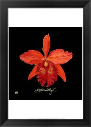 Framed Vivid Orchid IX Print