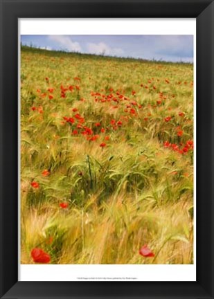 Framed Poppies in Field I Print