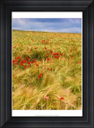 Framed Poppies in Field II Print