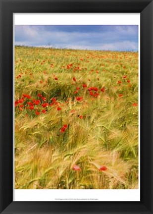 Framed Poppies in Field II Print