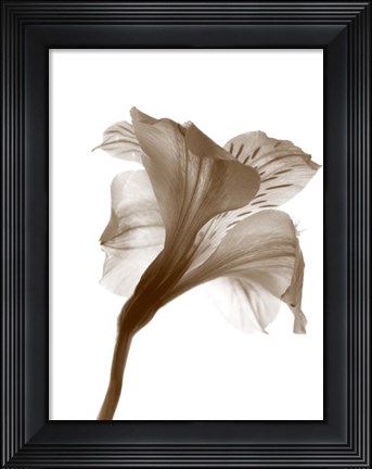 Framed Inflorescence I Print