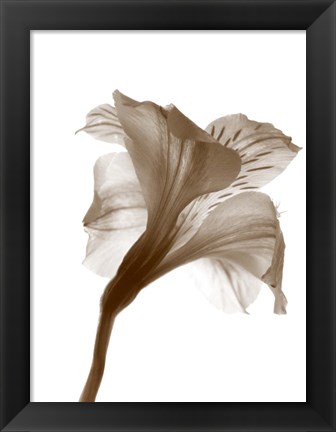 Framed Inflorescence I Print