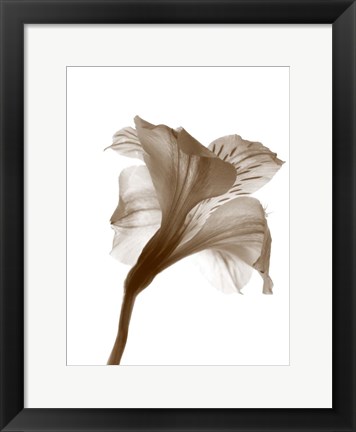 Framed Inflorescence I Print