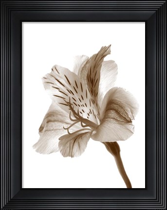 Framed Inflorescence II Print