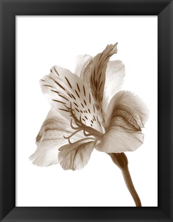 Framed Inflorescence II Print