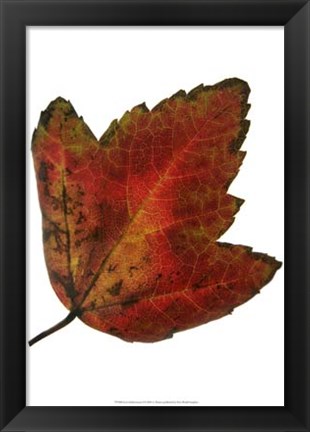 Framed Leaf Inflorescence I Print