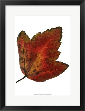 Framed Leaf Inflorescence I Print