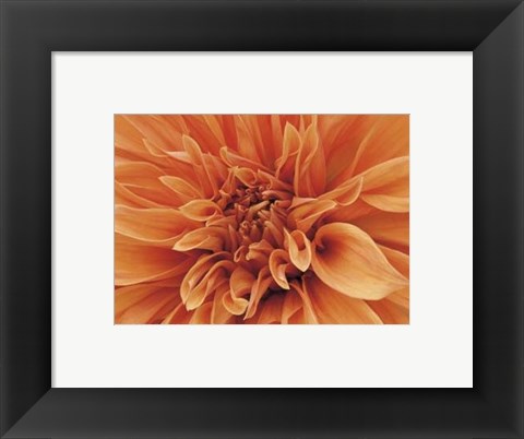 Framed Mini Graphic Dahlia I Print